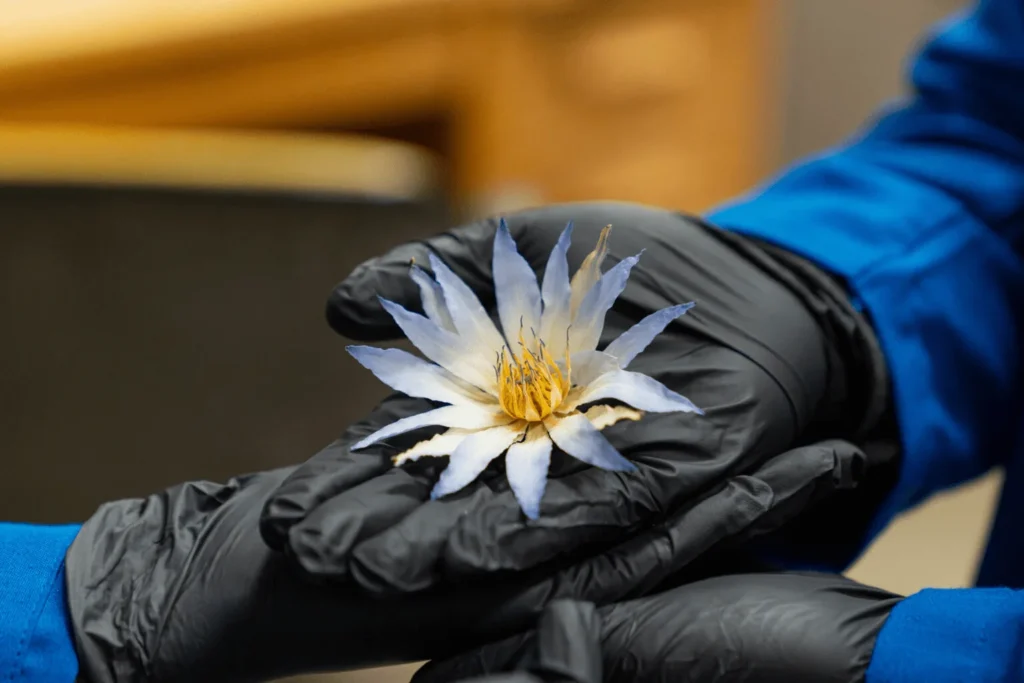 A sample of a blue lotus is being studied for its medicinal properties. Photo: UC Berkley News