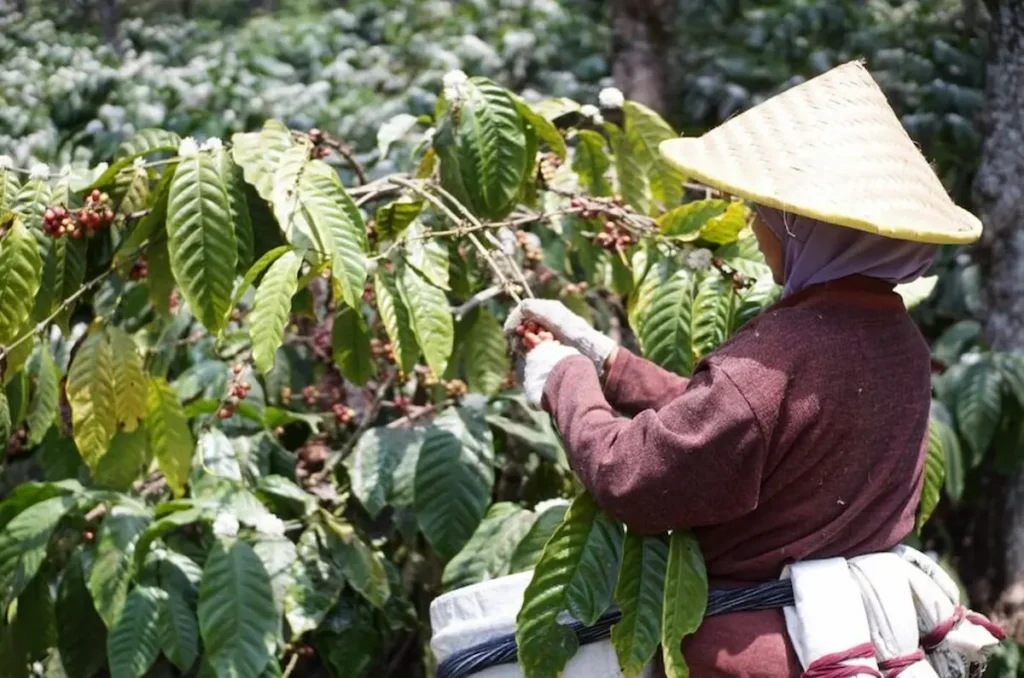 Worker harvesting ripe coffee cherries on a plantation, symbolizing the labor behind Brazil’s 19th-century coffee export economy.