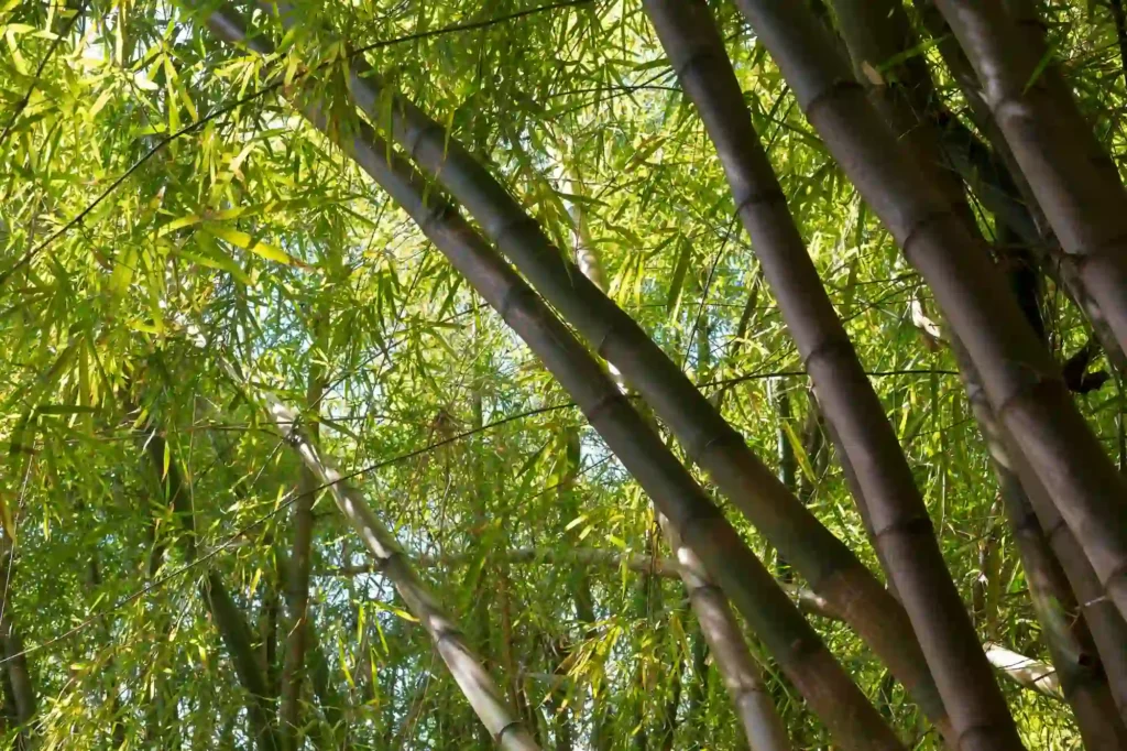 growth mindset lessons resilience bamboo bending in wind