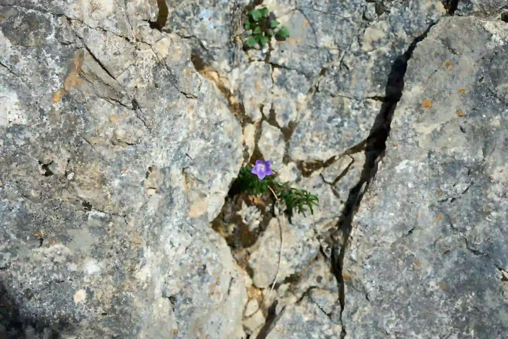 growth mindset lessons slow progress wildflower blooming in rocky soil